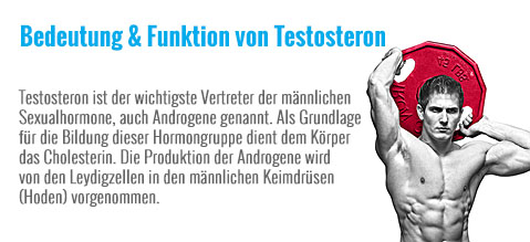 Bedeutung__Funktion_von_Testosteron.jpg