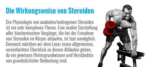 Die_Wirkungsweise_von_Steroiden.jpg